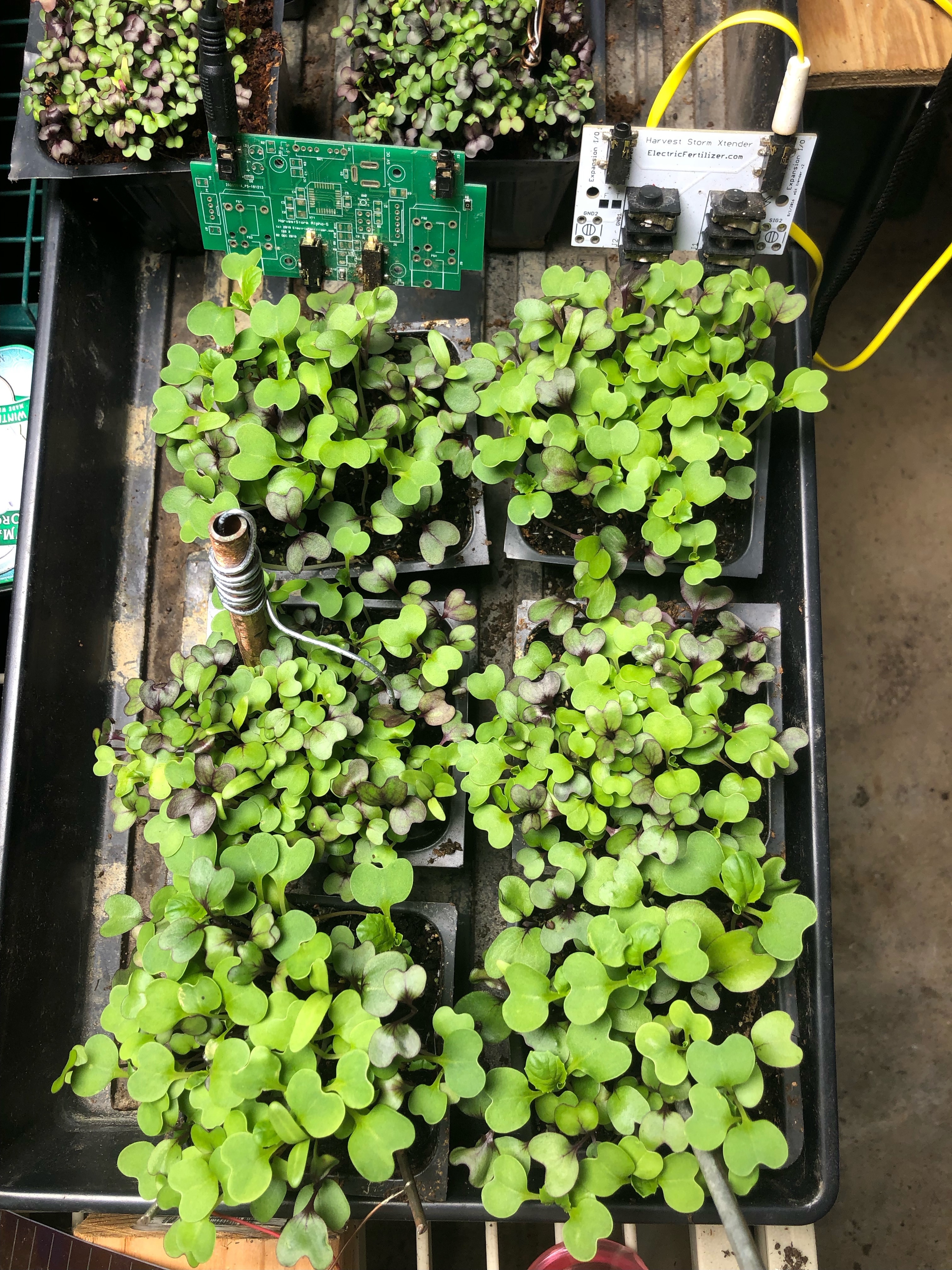 Multivariate Electroculture Trial: Microgreens