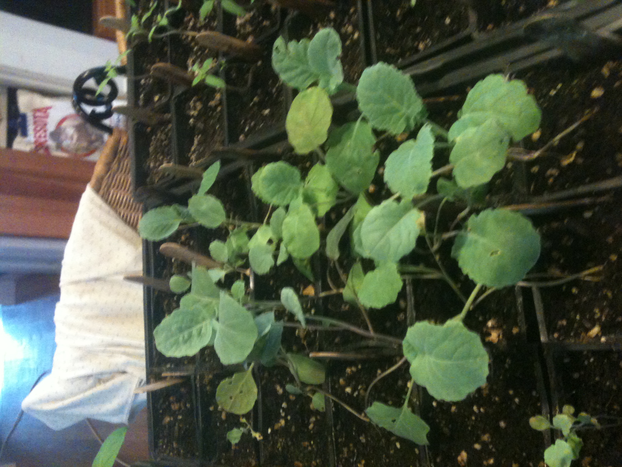 A tray of unelectrified Romanesco broccoli seedlings of the same age, March 23, 2011