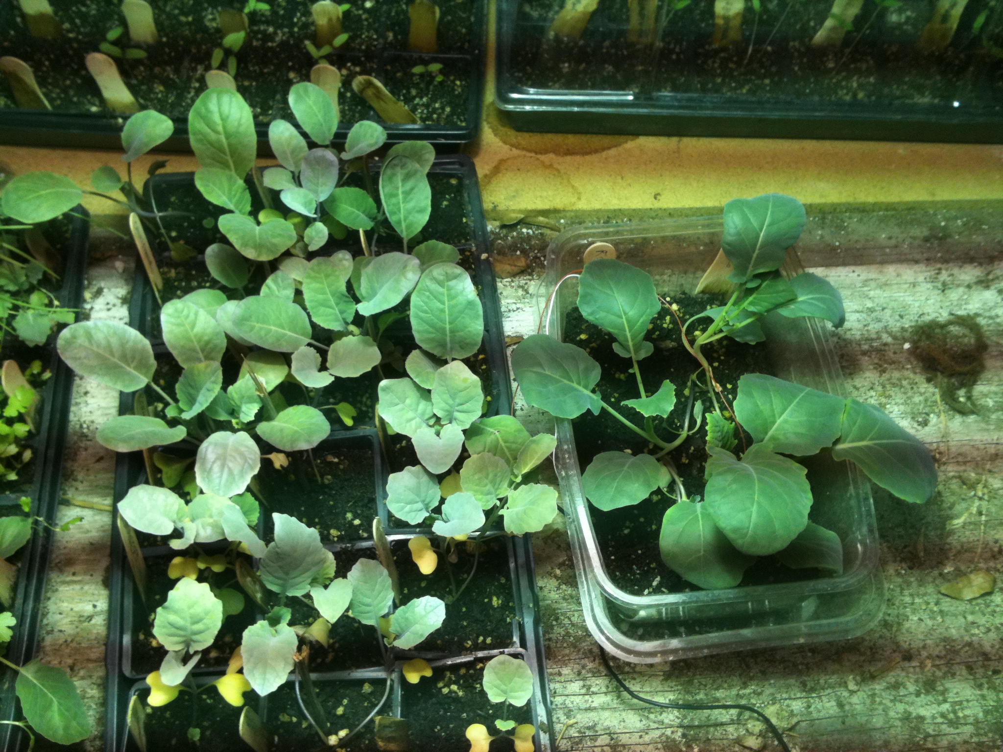 Side-by-side comparison of electrified and unelectrified Romanesco broccoli seedlings, early in the experiment