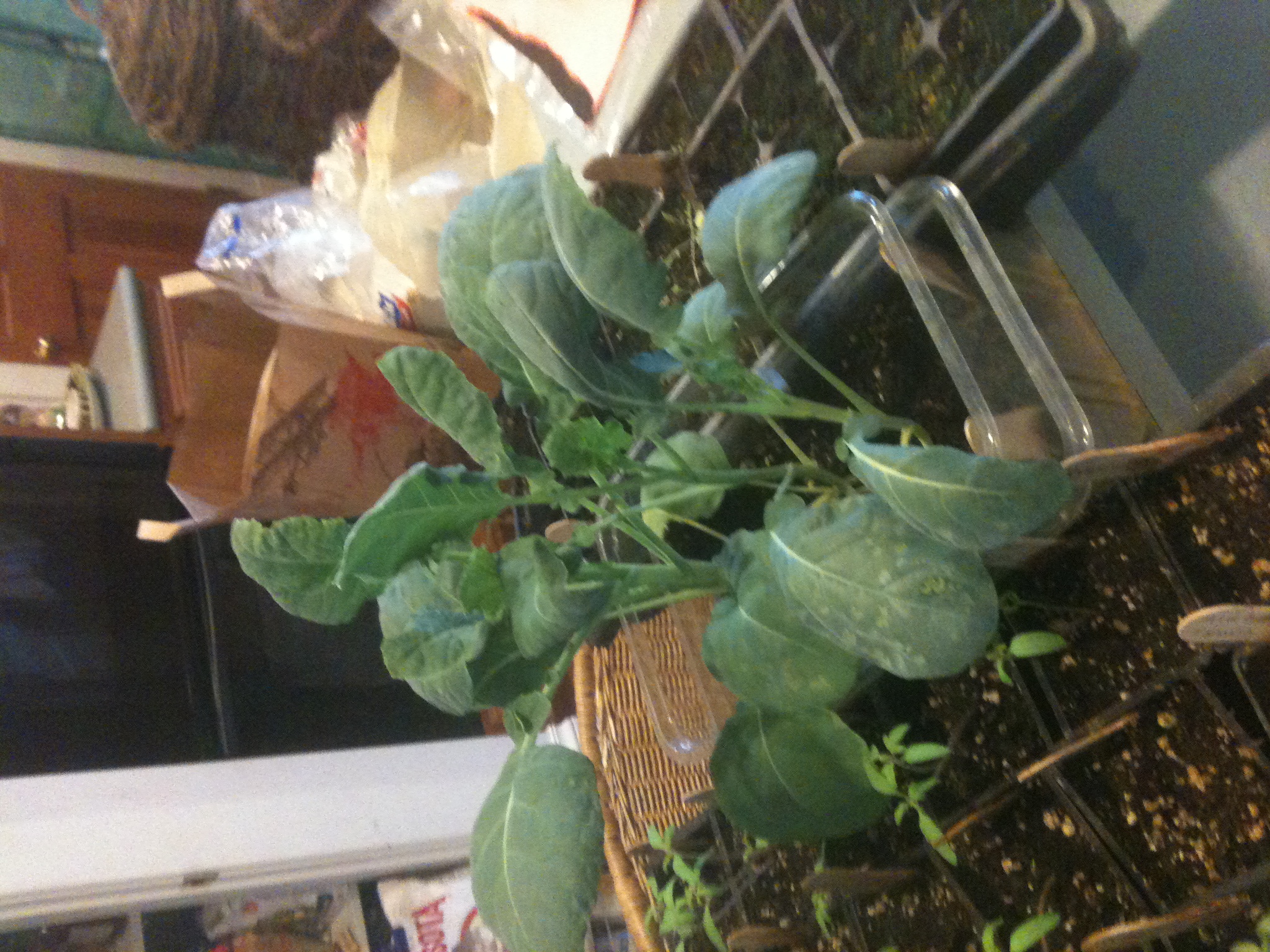 Four electrified Romanesco broccoli seedlings towering over surrounding seedling trays, March 23, 2011