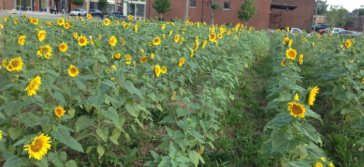 Sunflower+ Project STL - Electroculture experiment